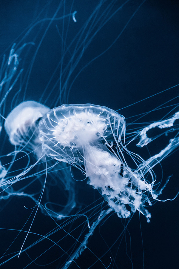 Toma submarina de una medusa sobre un fondo azul