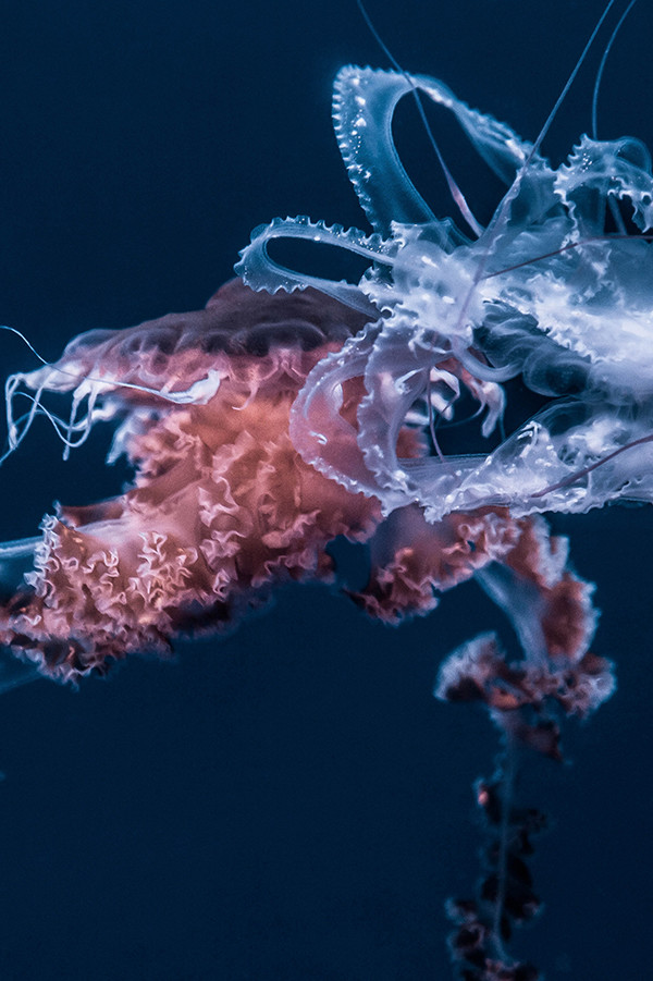Toma submarina de una medusa sobre un fondo azul